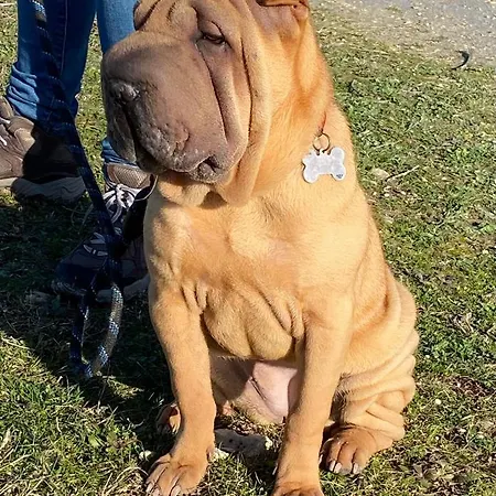 L Abricotier Saint-Crepin (Charente-Maritime)