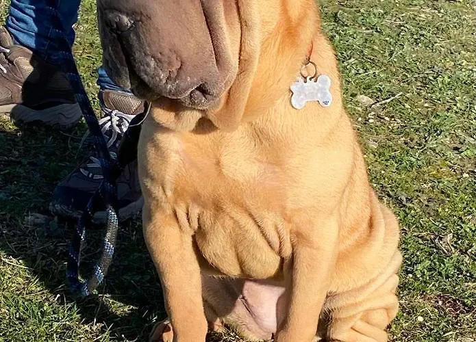 L Abricotier Saint-Crepin (Charente-Maritime)